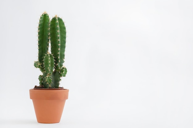 Kaktustopf isoliert auf weißem Hintergrund und braunem Tontopf, Ansicht mit Kopierraum für die Eingabe des Textes. Designerarbeitsplatz auf dem Bürotisch, Green Cactus Flower.