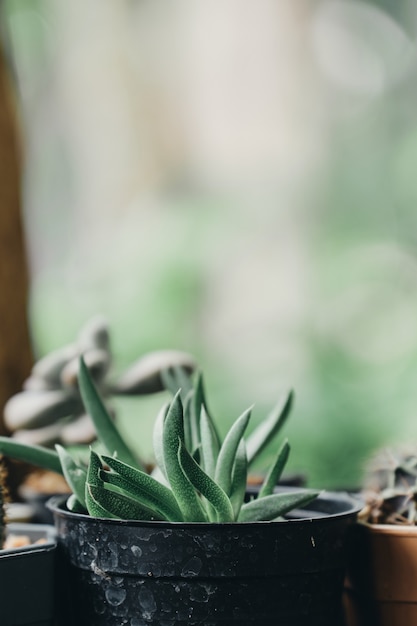 Foto kaktustopf saftige blume pflanzen