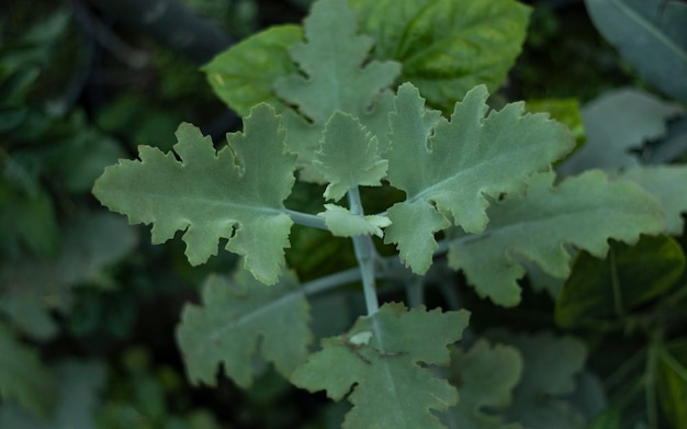 Kalanchoe beharensis hoja de roble suculenta