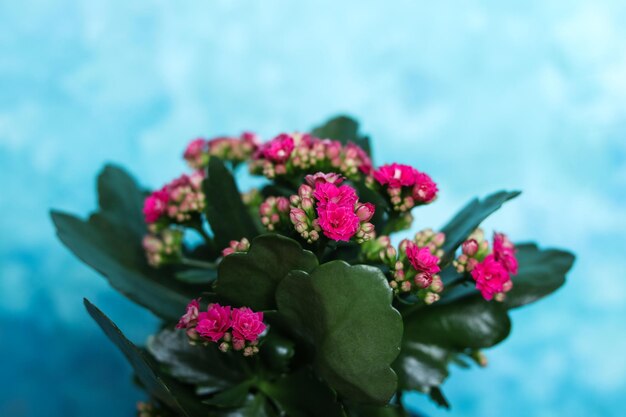 Foto kalanchoe blossfeldiana, auch bekannt als kalandchoe, ist eine art blütenpflanze