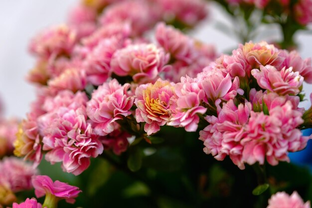 Kalanchoe blossfeldiana, dekorative Sukkulente Kalanchoe blossfeldiana in rosa Farben. Nahansicht.