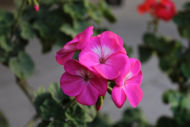 Kalanchoe blossfeldiana es una planta de interior herbácea y ampliamente cultivada