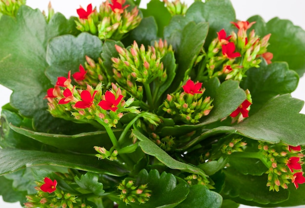 Kalanchoe blossfeldiana sobre un fondo blanco