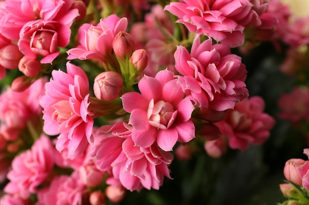 Kalanchoe-Blumen aus nächster Nähe und selektiver Fokus