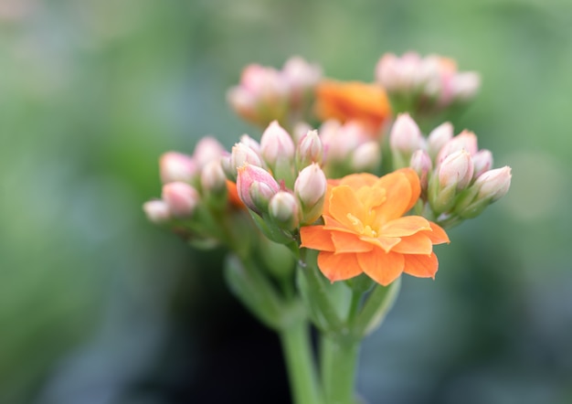 Kalanchoe Blumen im Garten