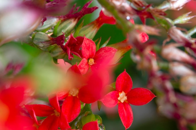 Kalanchoe Blumenfarben der Natur