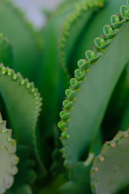 Kalanchoe Daigremontiana, madre de miles, la planta de cocodrilo es una planta suculenta de Madagascar.