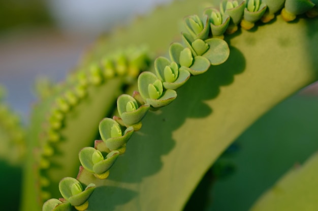 Kalanchoe Daigremontiana, madre de miles, la planta de cocodrilo es una planta suculenta de Madagascar.