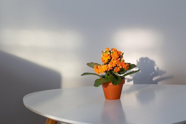 Kalanchoe em vaso de flores na mesa branca à luz do sol