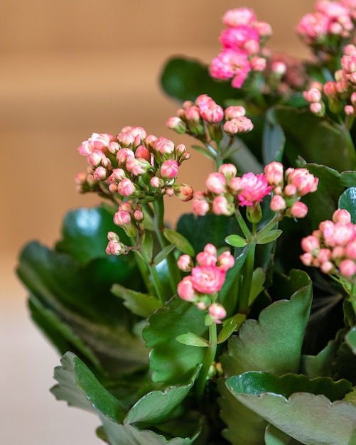 Foto kalanchoe, la emoción de la viuda de cerca