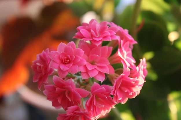 Kalanchoe. família Crassulaceae, nativa principalmente de Madagascar e da África tropical.