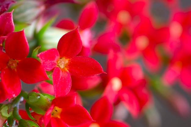 Kalanchoe Flor Cores da Natureza