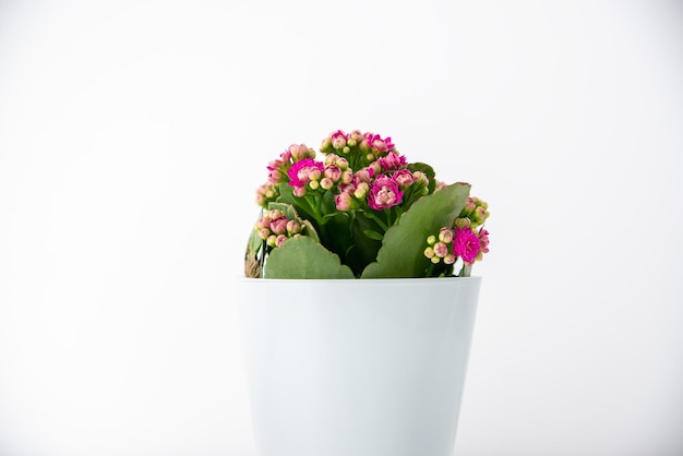 Kalanchoe con flores rojas en una olla blanca sobre un fondo blanco.