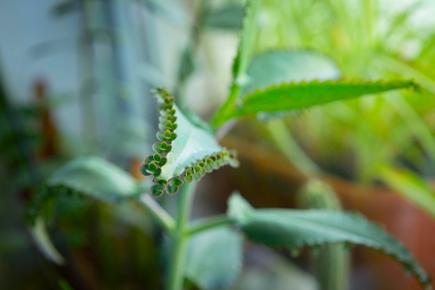 Kalanchoe-Heimpflanze mit winzigen Pflänzchen