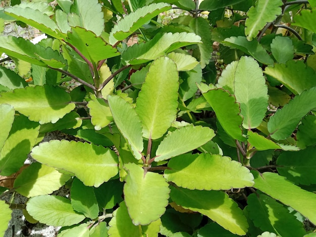 Foto kalanchoe pinnata, também conhecida como sinos de catedral, planta aérea, folha milagrosa e planta goethe.