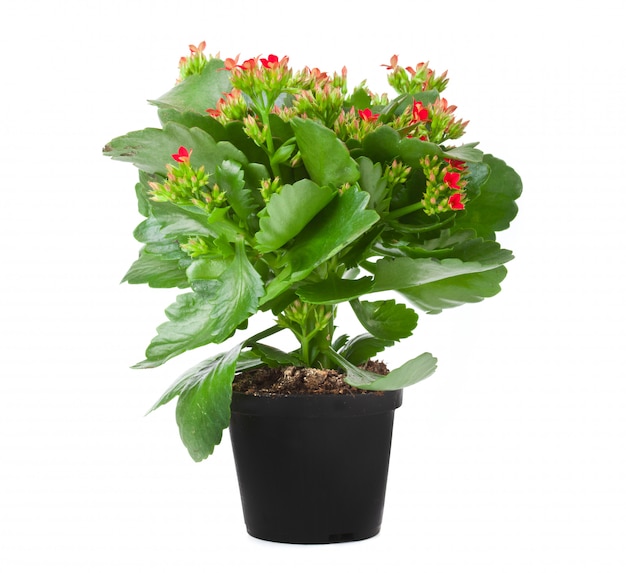 Kalanchoe, planta florescendo, em, pote