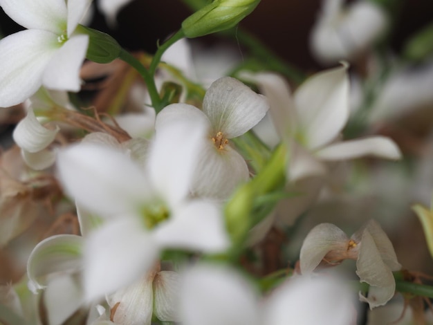 Kalanchoe Saxifragales Crassulaceae planta flor branca