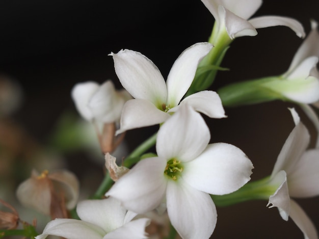 Kalanchoe (Saxifragales Crassulaceae) planta flor branca