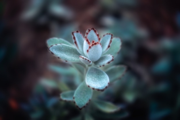 Kalanchoe tomentosa ou planta de panda