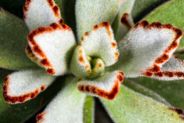 Foto kalanchoe tomentosa