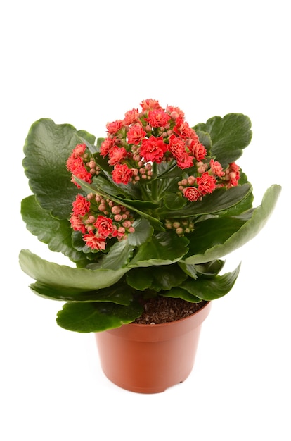 Kalanchoe