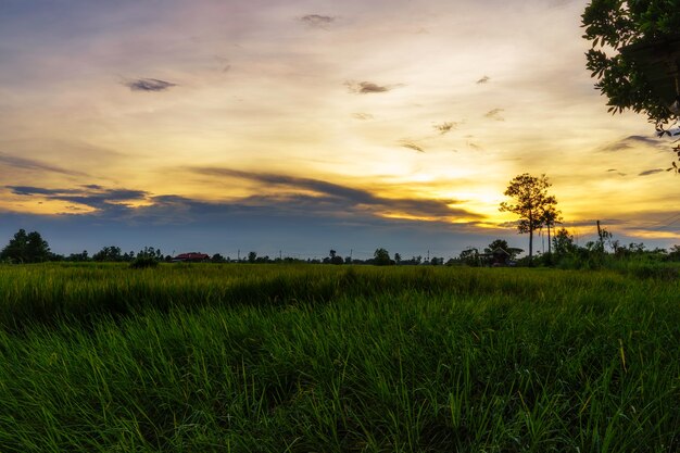 Foto kalasin tailândia com pôr do sol