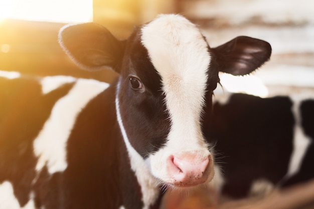 Kalb auf dem Bauernhof. In der Farm ist eine süße Babykuh. Viel Heu