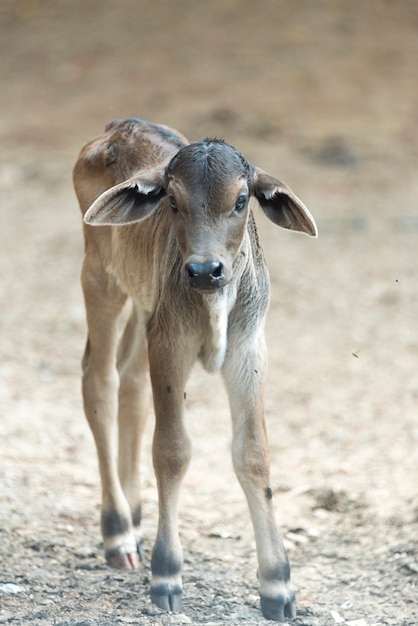 Kalb auf dem Hof