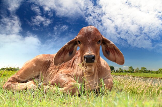 Kalb auf Rasenfläche