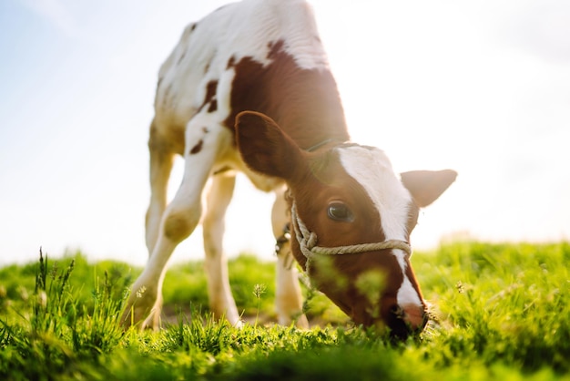 Kalb, das grünes Gras unter dem blauen Himmel isst Baby-Tier auf dem Bauernhof