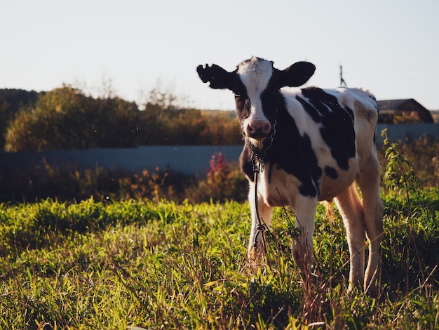 Kalb grasen auf einer grünen Wiese im Dorf im Herbst, Nahaufnahme.