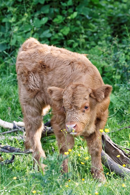 Foto kalb steht auf dem feld