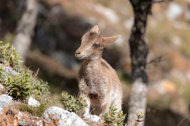 Kalb von Steinbock