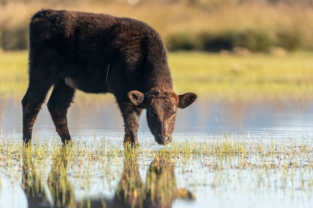 Kalb weidet in den Sümpfen des Ampurdan.