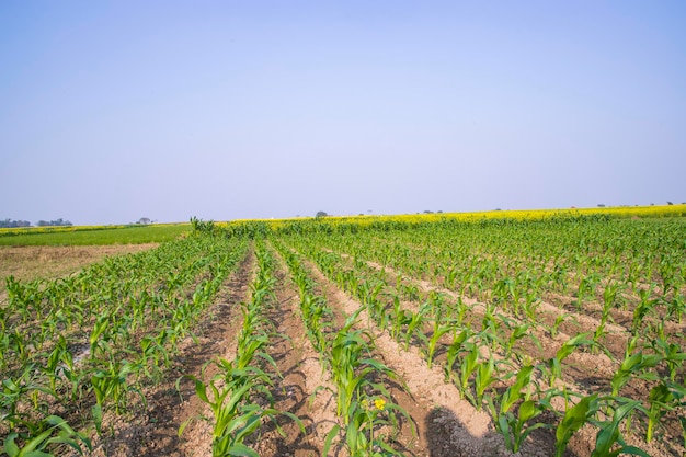 Kale de campo de maíz verde en crecimiento en el campo agrícola con cielo azul Concepto de agricultura