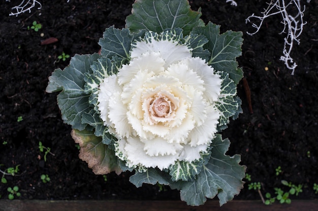 Kale flor ornamental