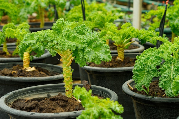 Kale rizado en granja orgánica natural y es una de las verduras más saludables que existen