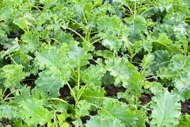 Kale verde orgánico en suelo fértil proporciona ricos nutrientes agricultura ecológica agricultura biológica concepto de sistema agrícola agricultura orgánica enfoque selectivo