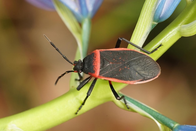 Kalifornien begrenzte pflanzenwanze, largus californicus auf einer grünen pflanze