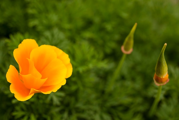 Kalifornische goldene Mohnblumen