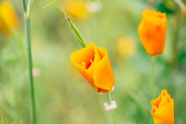 Kalifornische Mohnblumen auf einer Wiese.