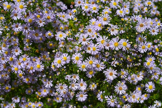 Kalimeris incisa nome comum kalimeris ou aster japonês