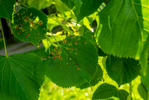 Kalknagelgalle verursacht durch die Rote Nagelgallmilbe Eriophyes tiliae auf den Blättern der Gemeinen Linde