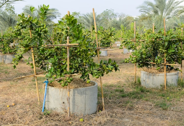 Kalkplantage mit seiner Frucht auf Baum