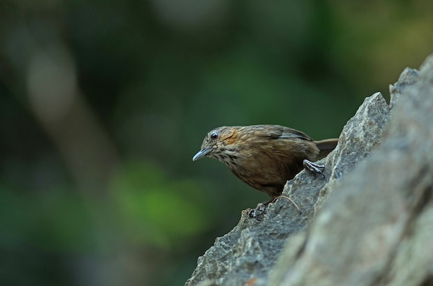 Kalkstein Zaunkönig, Rufous Kalkstein-Schwätzer