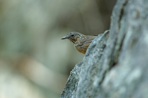 Kalkstein Zaunkönig, Rufous Kalkstein-Schwätzer