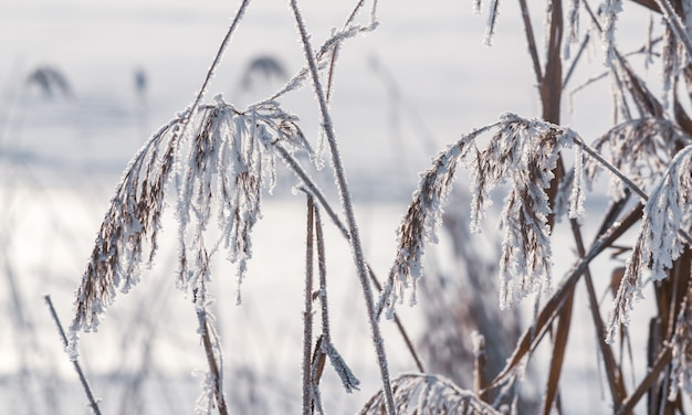 Kalte sonnige gefrorene Tagesansicht durch den Fluss und den Park im Winter