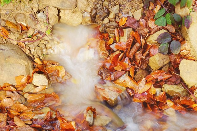 Foto kalter bach im herbstwald