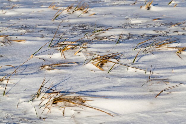 kalter Schnee und Gras