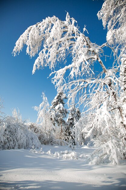 Kalter schneereicher Winter im Wald